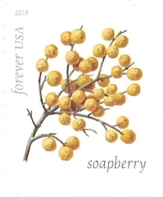 2019 Winter Berries Forever®Stamp - Forever Stamps